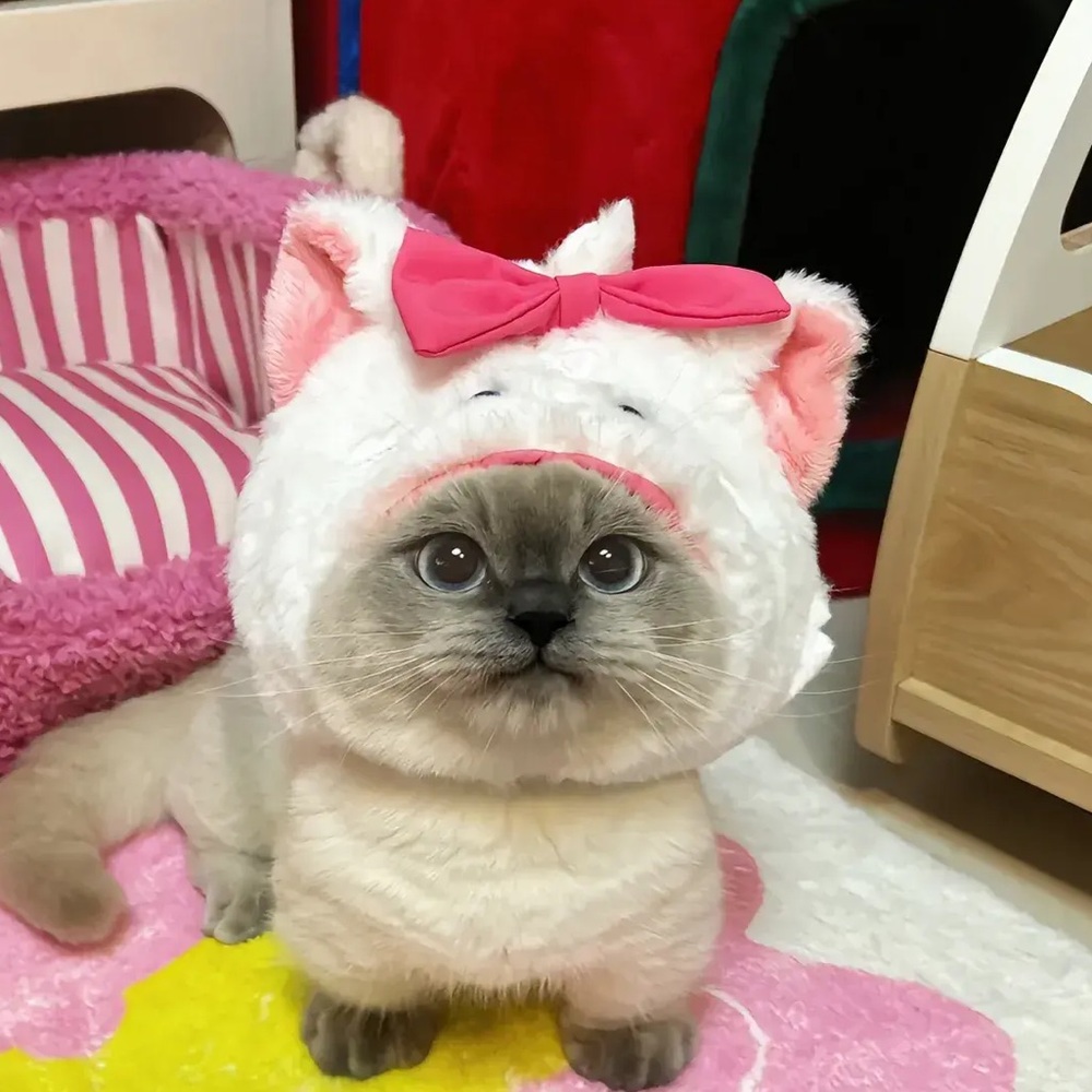 Meet your Posher, Kim